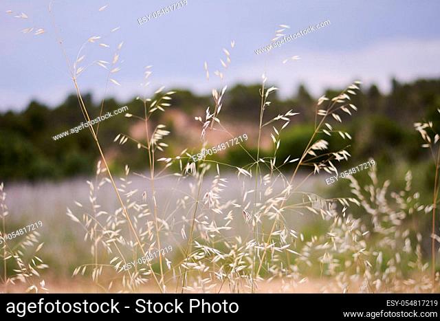 Oat plants in a green field, cereal close-up, macro