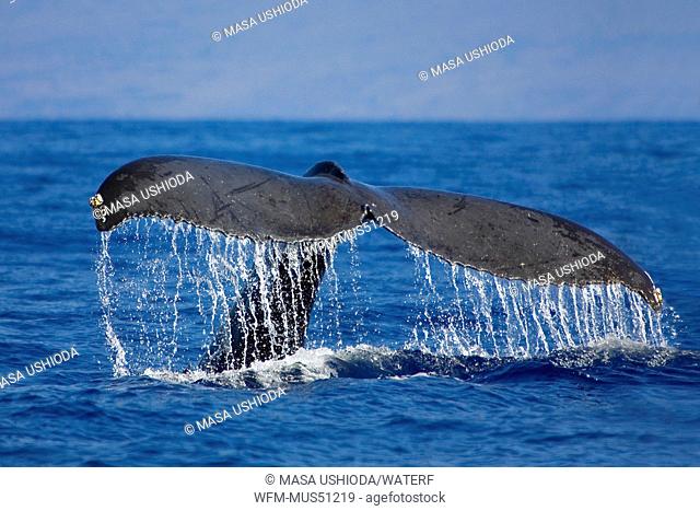 Tail of Humpback Whale, Megaptera novaeangliae, Kona Coast, Big Island, Hawaii, USA
