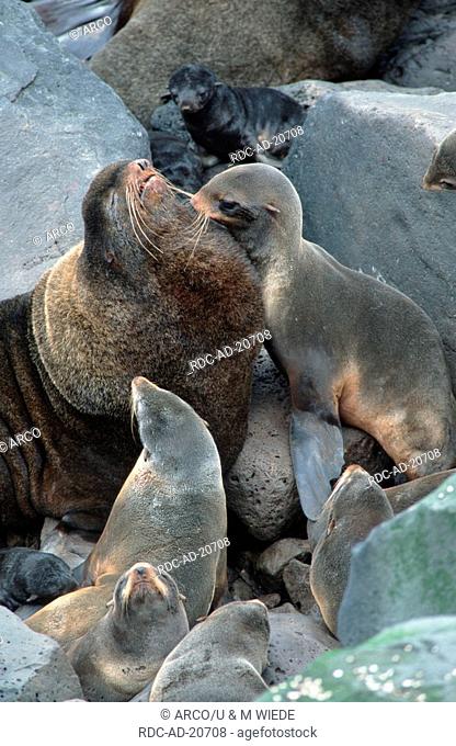 Northern Fur Seals bull with harem St George Pribilof Islands Alaska USA Callorhinus ursinus