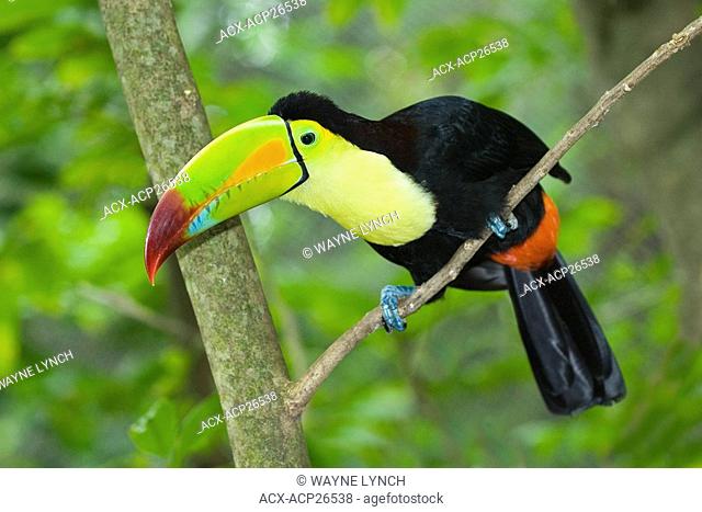 Keel-billed toucan Ramphastos sulfuratus, Yucatan Peninsula, Mexico