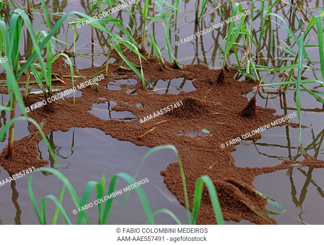 Floating Ants Nest aka Fire Ants, Tocantins - Brazil
