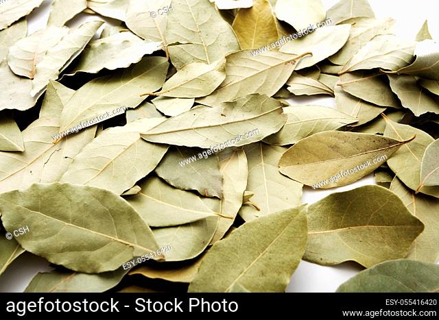 culinary herbs, bay leaf