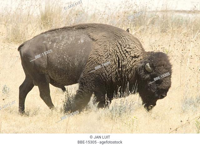 A American Bison walking in the grass