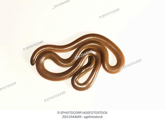 Beaked Worm Snake Grypotyphlops acutus NCBS, Bangalore, India