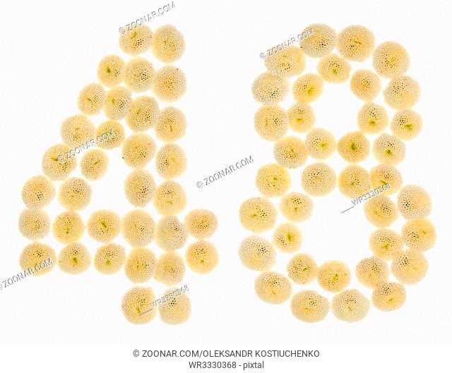 Arabic numeral 48, forty eight, from cream flowers of chrysanthemum, isolated on white background