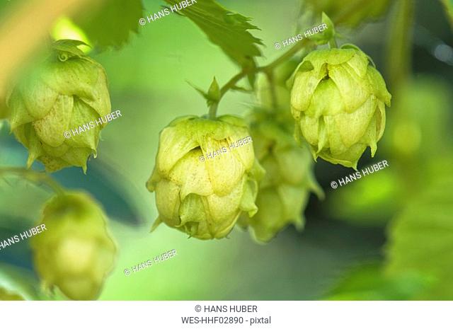 Austria, Salzburger Land, Hop, Humulus lupulus, close up