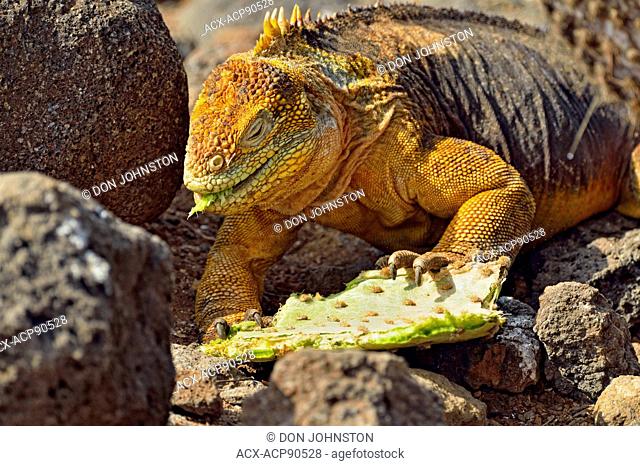 Galapagos land iguana (Conolophus subcristatus), Galapagos Islands National Park, North Seymore Is., Ecuador