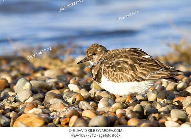 Turnstone - Single adult in winter plumage on a shingle beach (Arenaria interpres). Norfolk, UK.