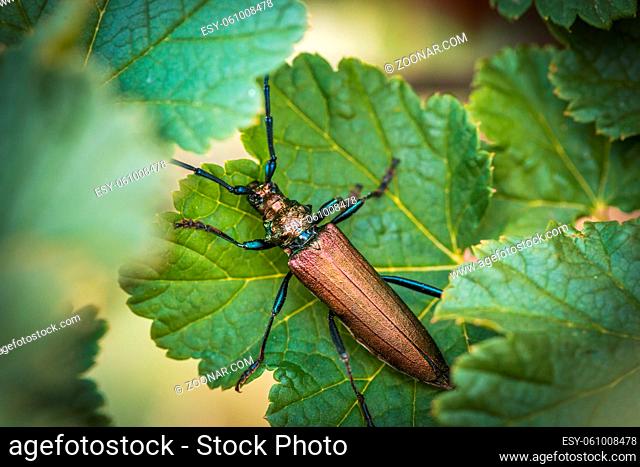 Aromia moschata longhorn beetle. Green Aromia moschata