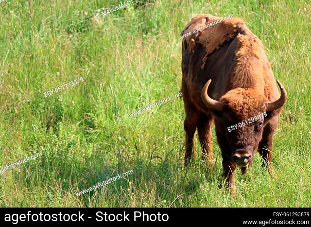 beautiful big bison dangerous horns herbivorous zoo safari animal