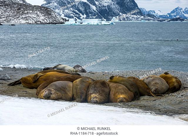 Southern elephant seal colony (Mirounga leonina), Coronation Island, South Orkney Islands, Antarctica, Polar Regions