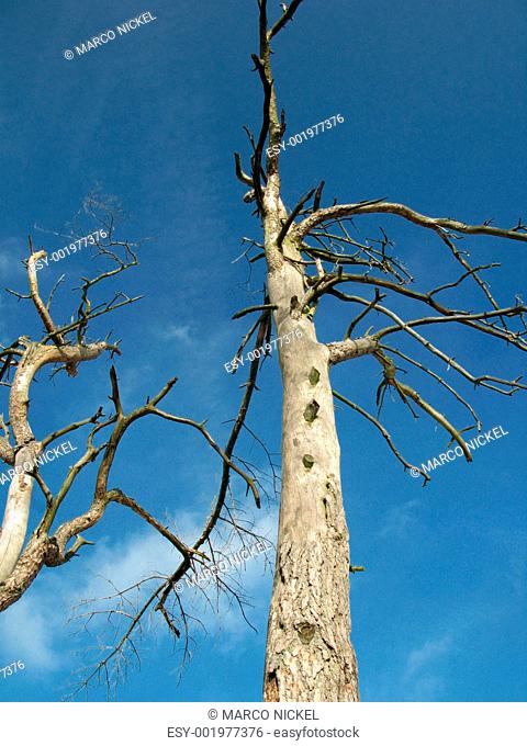 savanne diseased trees