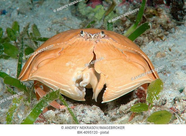 Giant Box Crab (Calappa calappa), Bohol Sea, Cebu, Philippines