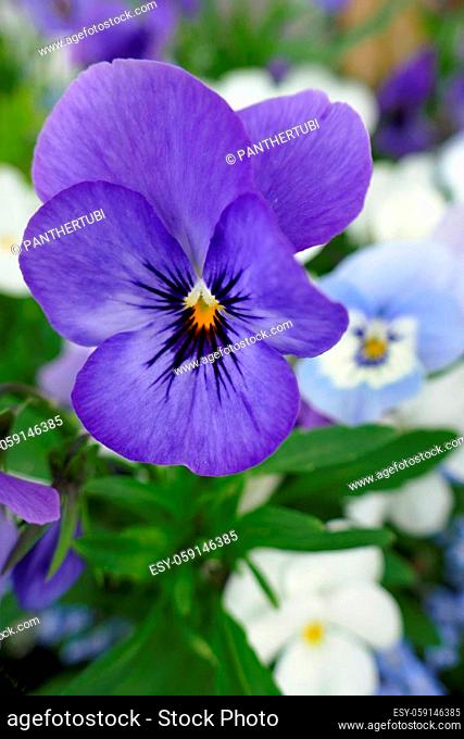 Horned violet flower Viola cornuta