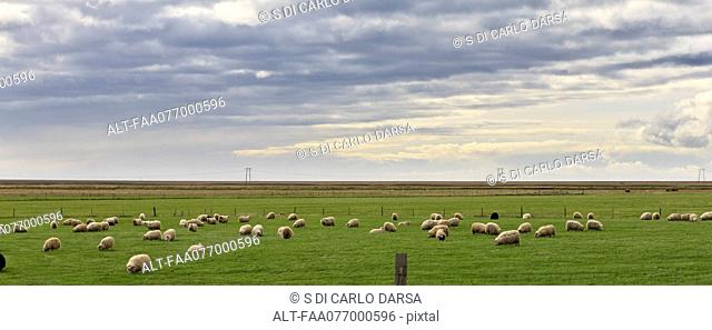 Iceland, panoramic view of sheep grazing in field