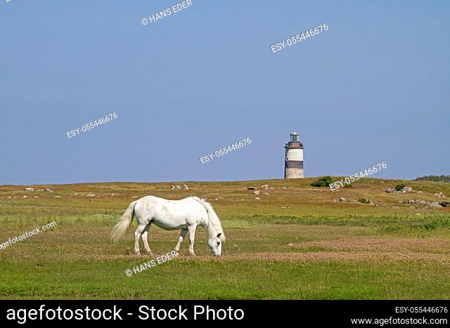 horse, lighthouse