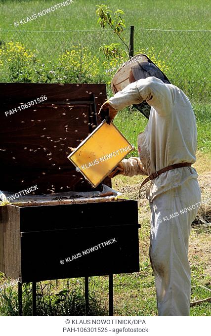 A beekeeper harvesting his honey. The honey is in the cells of the honeycombs, which are made from the body's own wax and were built by the bees