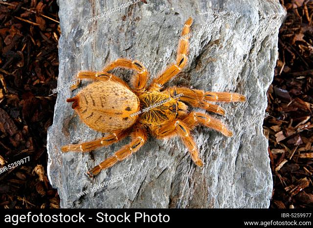 Baboon Spider (Pterinochilus murinus), Mombasa Golden Starburst Tarantula