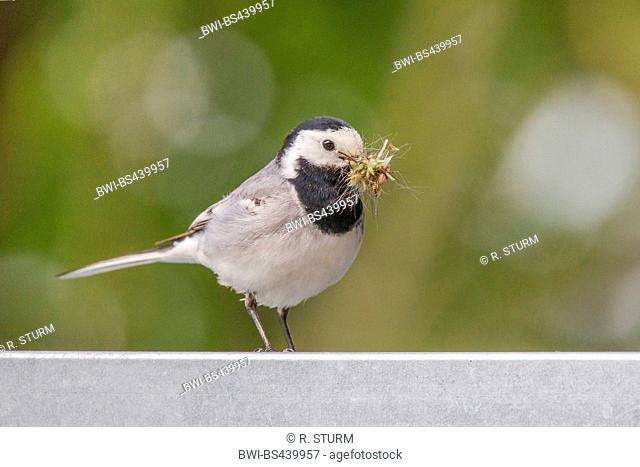 Pied wagtail, Pied white wagtail (Motacilla alba), with fodder in the beak, Germany, Bavaria