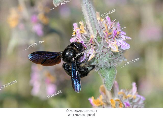 carpenter bee, Xylocopa violacea