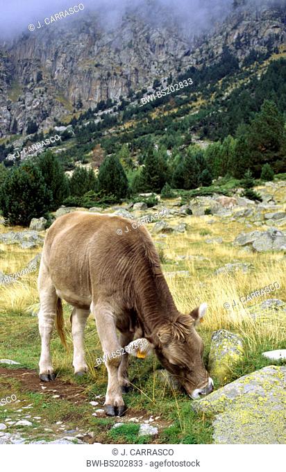 domestic cattle (Bos primigenius f. taurus), Calf grazing in mountain meadow, Spain, Pyrenees, Aiguestortes National Park, Lleida