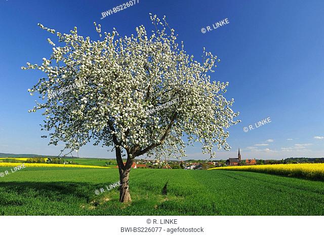 apple tree (Malus domestica), blooming aplle tree with blooming rape fields, Germany, Baden-Wuerttemberg