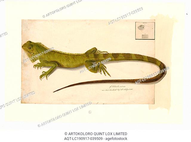 Iguana delicatissima, Print, The Lesser Antillean iguana (Iguana delicatissima) is a large arboreal lizard endemic to the Lesser Antilles