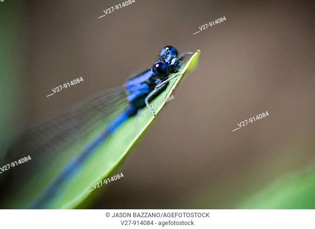 Blue damselfly, order Odonata, suborder Zygoptera  Photographed in the mountains of Costa Rica