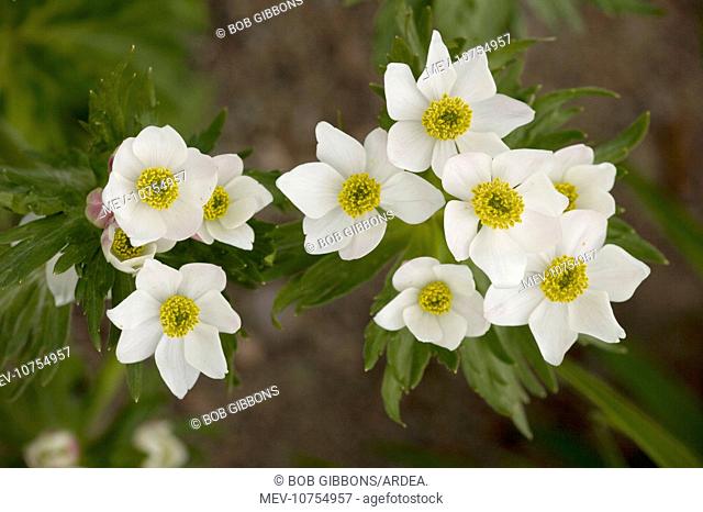 Narcissus-flowered anemone (Anemone narcissiflora)
