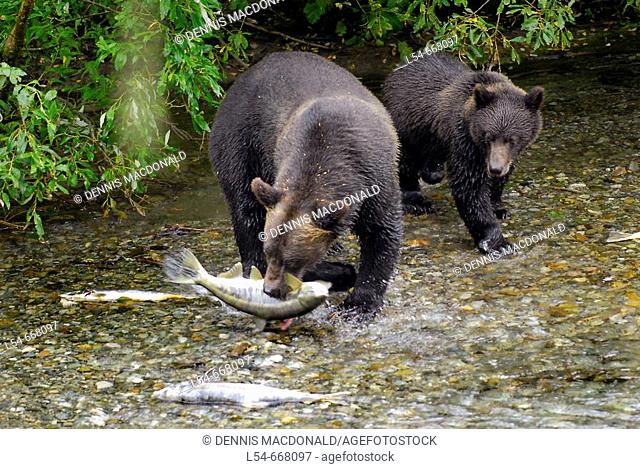 Black Bear catching and eating Salmon at Fish Creek Wildlife Observation Site Tongass National Forest near Hyder Alaska AK US United States nature animals...
