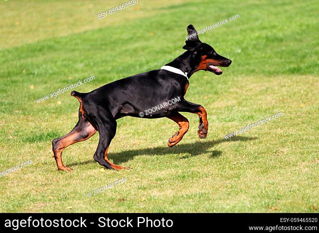 Black doberman dog outdoors playing