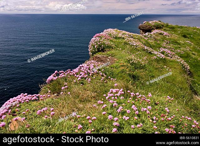 Thrift (Armeria maritima) flowering mass, growing on clifftop, Cliffs of Moher, The Burren, County Clare, Ireland, Europe