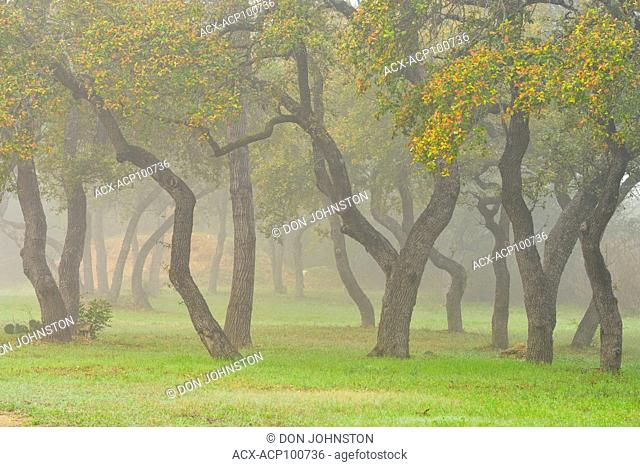 Oak trees in morning fog at Emerald Point Marina, Austin, Texas, USA