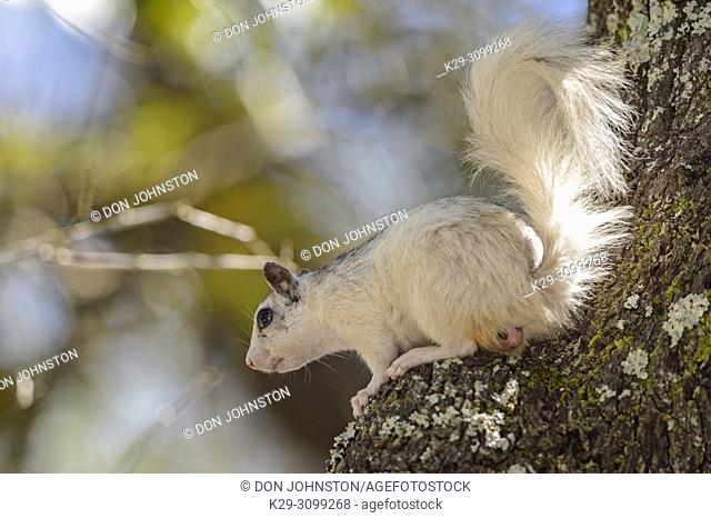 Eastern Gray Squirrel (Sciurus carolinensis) White phase, Ochlockonee River State Park, Florida, USA
