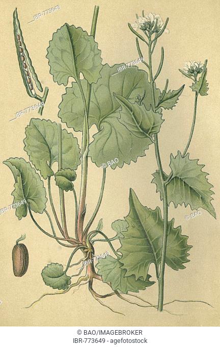 Garlic-mustard (Allaria officinalis, Sisymbrium alliaria), medicinal plant, historical chromolithograph dated to 1880