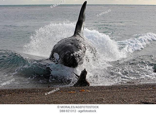Orque Orca Orcinus orca Killer Whale Classe des Mammiferes Ordre des Cetaces Sous-ordre des Odontocetes cetaces a dents Super-famille des Delphinoides Famille...