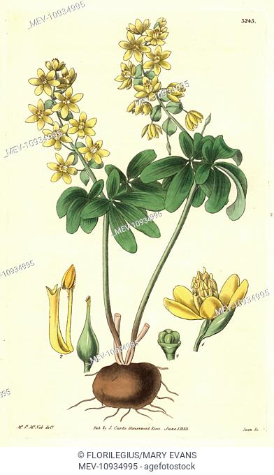 Altaic leontice, Leontice altaica or Gymnospermium altaicum. . Illustration drawn by James McNab, engraved by Swan. Handcolored copperplate engraving from...
