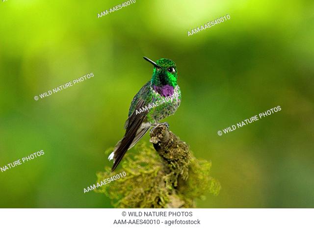 Purple-bibbed Whitetip (Urosticte benjamini) Mindo, Ecuador. species of hummingbird