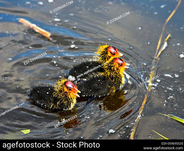 Drei Blässhuhn-Küken (Fulica atra), Familie der Rallen (Rallidae), / Three Eurasion coot chicks (Fulica atra), Rails family (Rallidae)