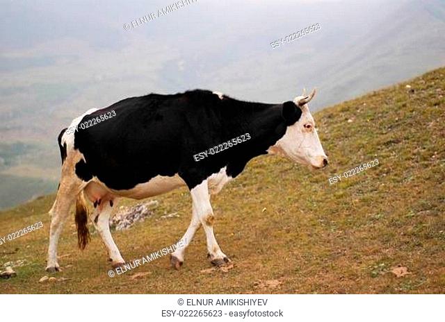 Cow walking on the hill - Suvar, Azerbaijan