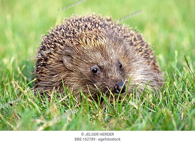 photo of a hedgehog on green grass in the evening light