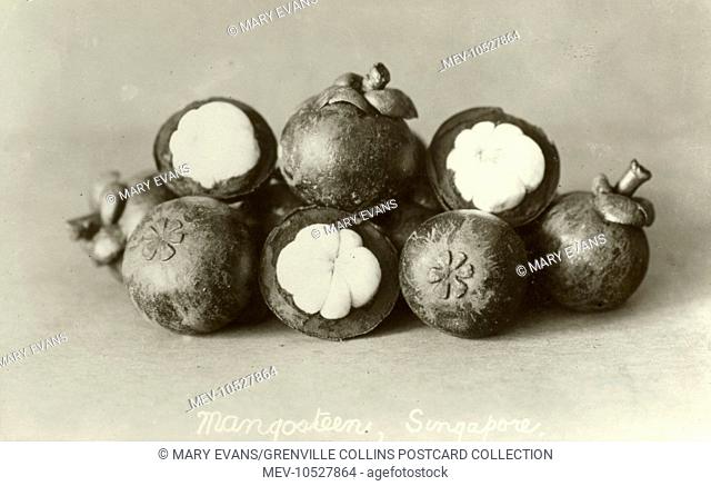 The fruits of the purple mangosteen (Garcinia mangostana) - a tropical evergreen tree believed to have originated in the Sunda Islands and the Moluccas of...