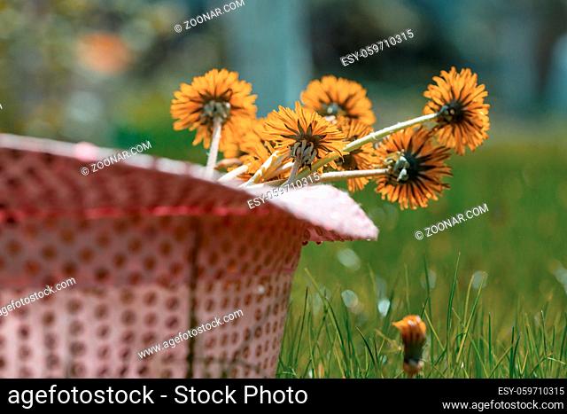 A woman's hat on the lawn with yellow dandelion flowers