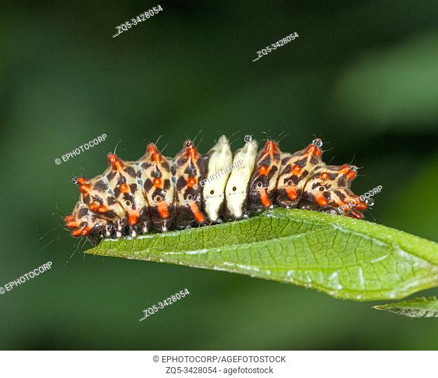 Larva of Cyclosia midama (Zygaenidae), Garo Hills, Meghalaya, India