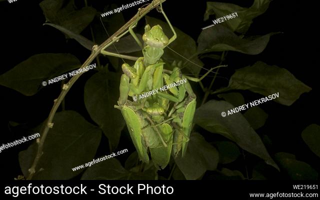 Praying mantises copulate two male and female. Close up of mantis insect. Front portrait