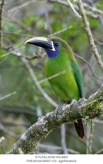 Emerald Toucanet (Aulacorhynchus prasinus) adult, perched on branch, Monteverde, Costa Rica, January