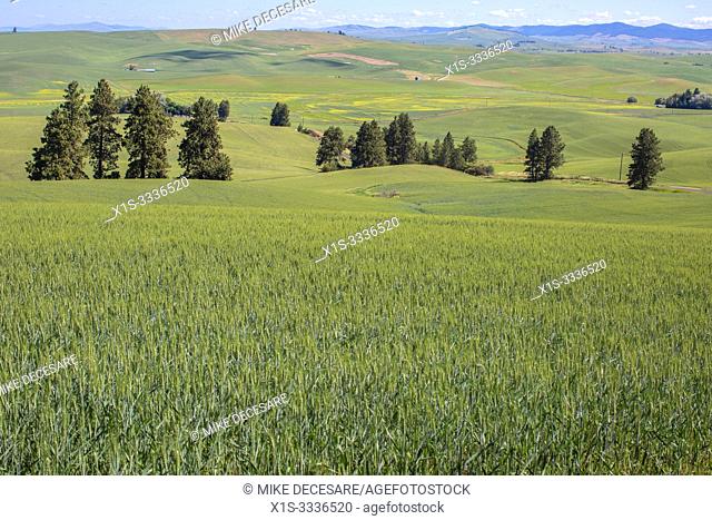 Kamiak Butte in Eastern Washington provides elevated views of the fertile and rich, producive farmland known as the Palouse