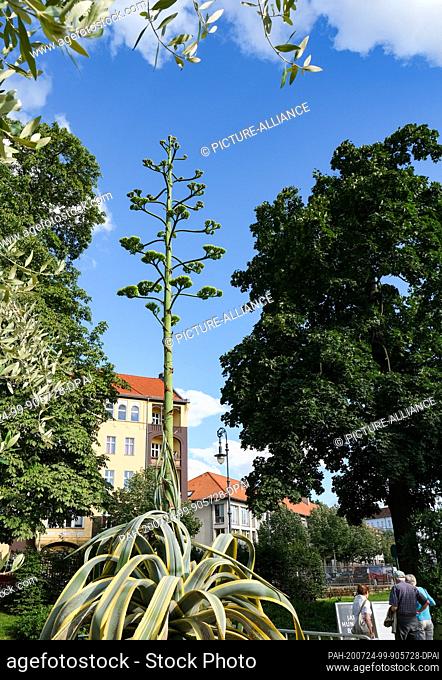 21 July 2020, Berlin: The flower of an agave grows in the garden of Charlottenburg Palace. The plants, originally from Mexico