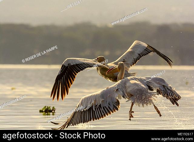 Great white pelican or eastern white pelican or rosy pelican or white pelican (Pelecanus onocrotalus). Lake Naivasha. Naivasha. Great Rift Valley