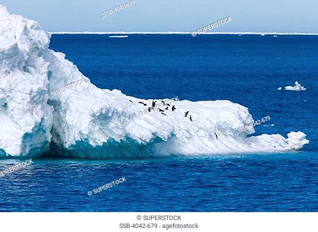 Adelie penguins Pygoscelis adeliae on an iceberg, Paulet Island, Antarctic Peninsula, Antarctica
